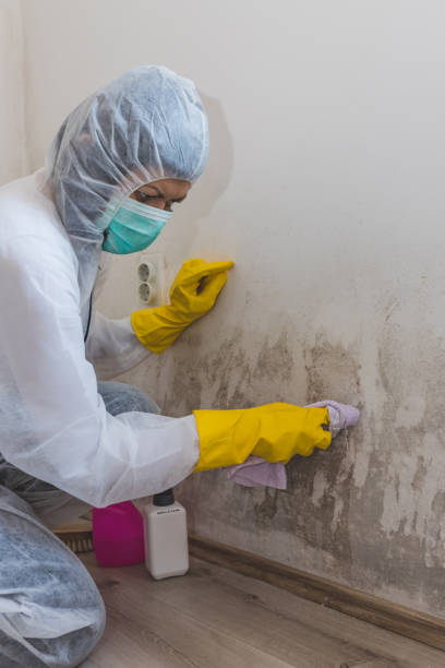 Best Commercial Mold Inspection  in Durant, MS